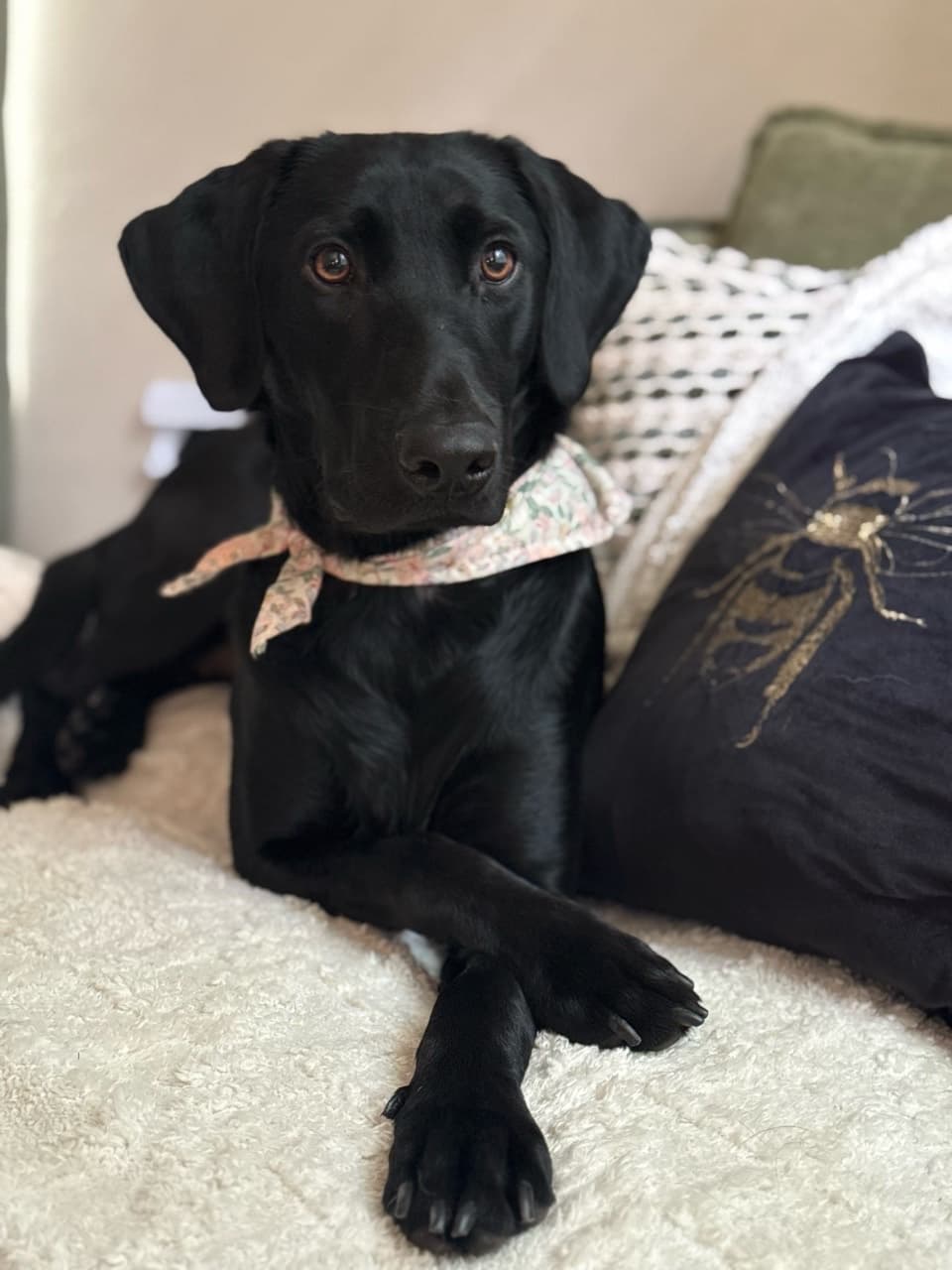 Willow, Bridget's black Labrador, wearing a floral bandana